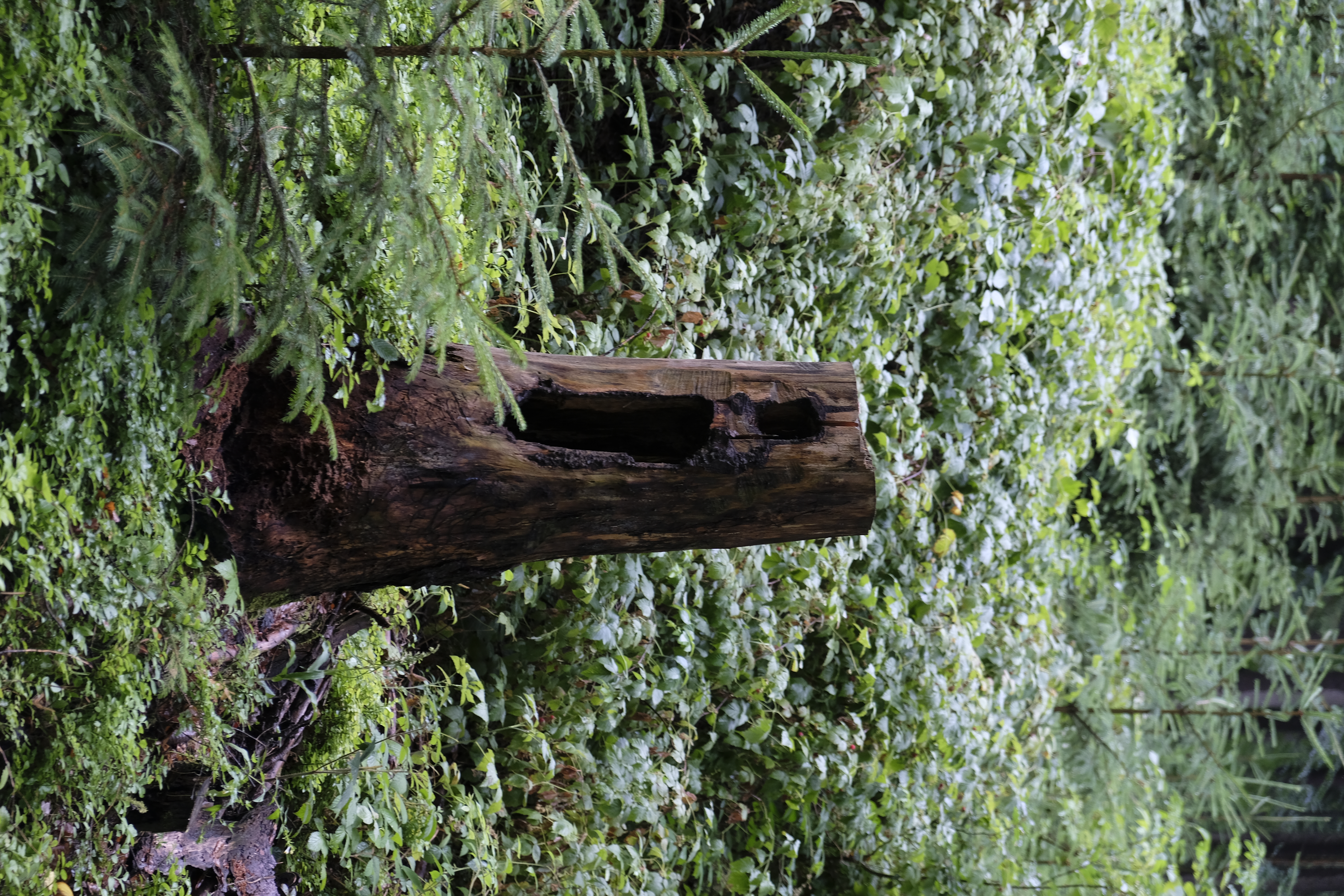Vertical Photo
